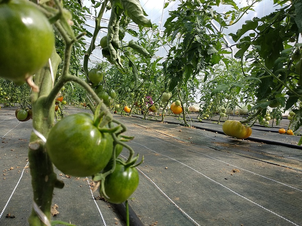 Tomates